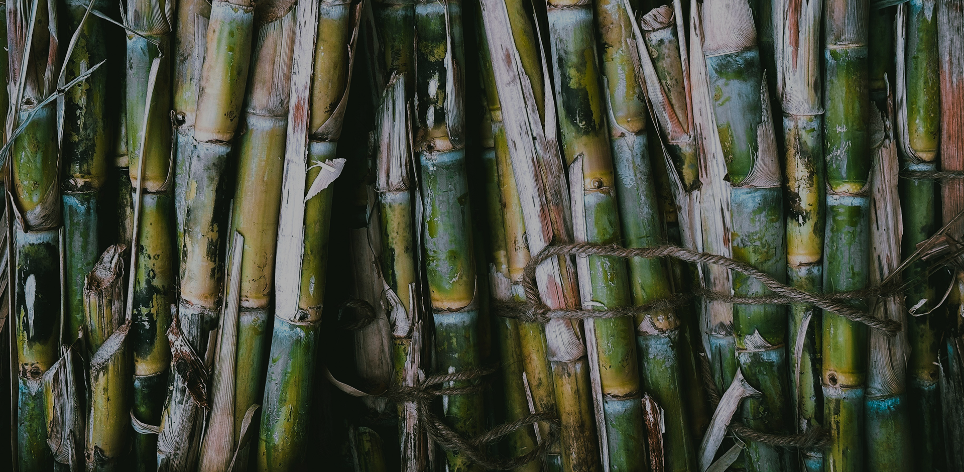 EVERYDAY Sugarcane bio-based EVA insole
